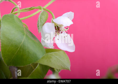 Fleur sur blossoming apple tree fermer jusqu'au printemps Banque D'Images