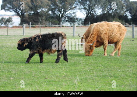 Les vaches Highland à Churchill Island Heritage Farm Phillip Island Australie Victoria Banque D'Images