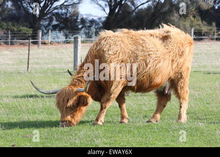 Vache Highland à Churchill Island Heritage Farm Phillip Island Australie Victoria Banque D'Images