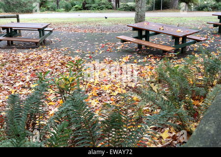 Décor de l'automne au lac Emerald Park Australie Victoria au bord du Lac Banque D'Images