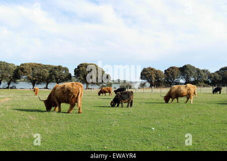 Les vaches Highland à Churchill Island Heritage Farm Phillip Island Australie Victoria Banque D'Images