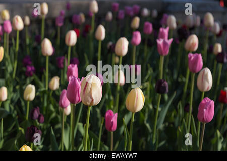 Gros plan d'une couleur crème et rose Tulipes au printemps Banque D'Images