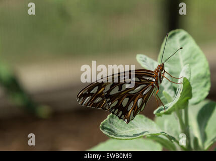 Agraulis vanillae Gulf fritillary, papillon, est trouvé au Paraguay, l'Argentine, les États-Unis et même les îles Galapagos Banque D'Images