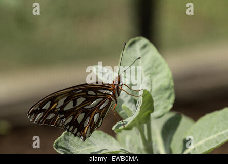 Agraulis vanillae Gulf fritillary, papillon, est trouvé au Paraguay, l'Argentine, les États-Unis et même les îles Galapagos Banque D'Images