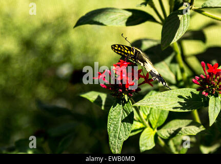 Anise swallowtail butterfly, Papilio zelicaon, est présent dans l'ouest de l'Amérique latine Banque D'Images