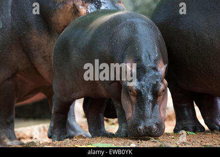 Bébé hippopotame Banque D'Images