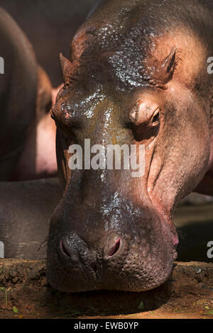 Hippopotame Banque D'Images