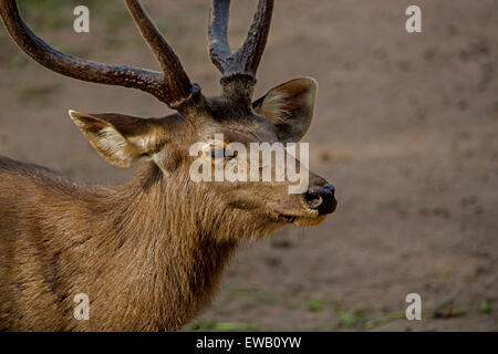 Cerfs SAMBAR DANS Guatemala City National Park Banque D'Images