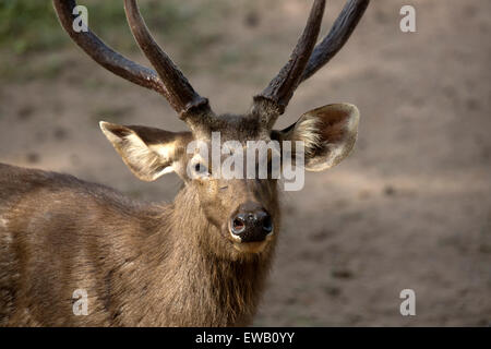 Cerfs SAMBAR DANS Guatemala City National Park Banque D'Images