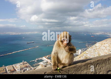 La capture des bouffonneries de l'Macaques de Barbarie sur l'île de Gibraltar. Banque D'Images