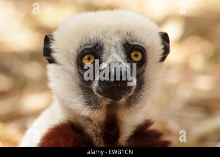 Coquerel's Sifaka (Propithecus coquereli), Madagascar Banque D'Images