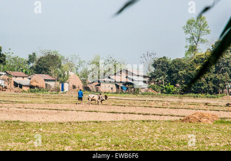 Boeufs labourer un champ. Photographié dans le parc national de Chitwan, au Népal Banque D'Images