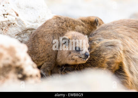 Rock Hyrax, (Procavia capensis) photographié en Israël Banque D'Images