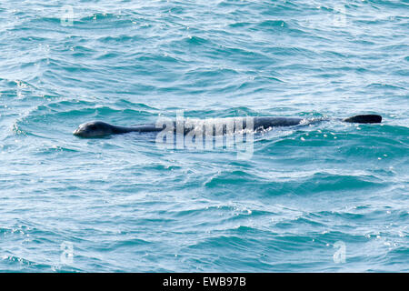 Espèces en danger critique d'extinction du phoque moine de Méditerranée (Monachus monachus) natation photographié dans la mer Méditerranée, Israël Banque D'Images