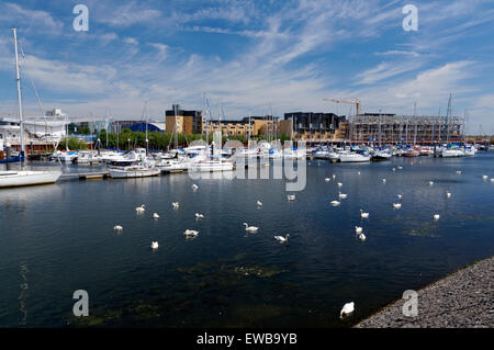 Les cygnes et les yachts, rivière Ely, la baie de Cardiff, Pays de Galles, Royaume-Uni. Banque D'Images