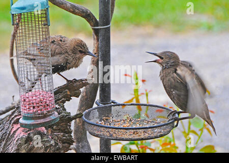 Les jeunes l'étourneau sansonnet Sturnus vulgaris juvénile lutte contre l'alimentation des jeunes immatures se chamaillant squabling Banque D'Images