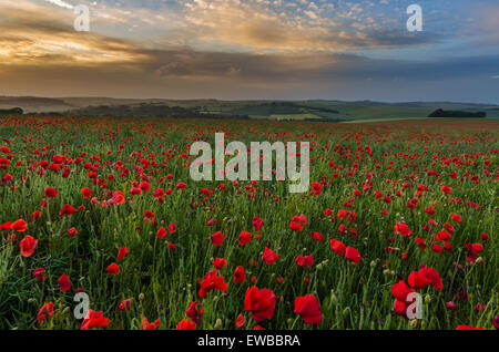 Champs de coquelicots à Parc National des South Downs, Brighton, West Sussex, England, UK Banque D'Images