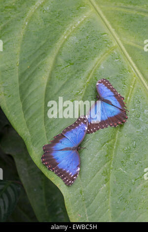 Papillon Bleu Morpho peleides Morpho :. Les spécimens élevés en captivité Banque D'Images