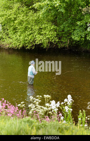 Un homme âgé dans la pêche de mouche, du quai de la rivière près de Bolton Abbey, North Yorkshire, Angleterre. Banque D'Images