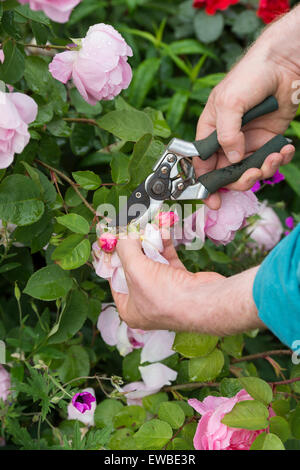 Le deadheading jardinier Rosa Gertrude Jekyll rose avec des sécateurs dans un jardin Banque D'Images