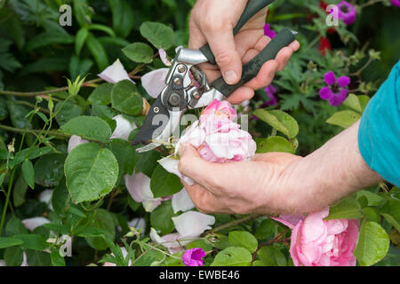 Le deadheading jardinier Rosa Gertrude Jekyll rose avec des sécateurs dans un jardin Banque D'Images