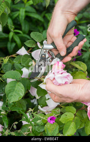 Le deadheading jardinier Rosa Gertrude Jekyll rose avec des sécateurs dans un jardin Banque D'Images