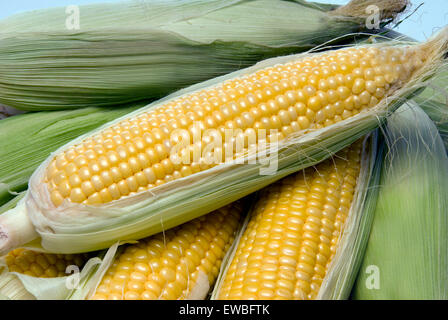 Close up of beau jaune des épis de maïs d'été a l'extérieur de la ferme. Banque D'Images