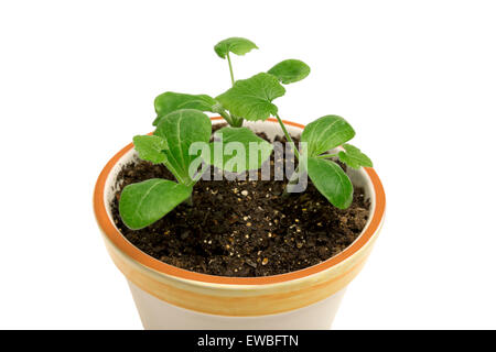 La croissance végétale en petit pot isolé sur blanc. Banque D'Images