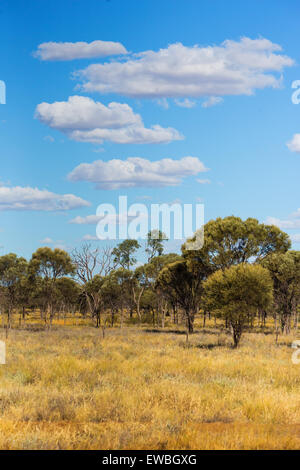 Brigalow (Acacia harpophylla) et de prairies dans la 'ceinture' Brigalow, Queensland, Australie outback Banque D'Images