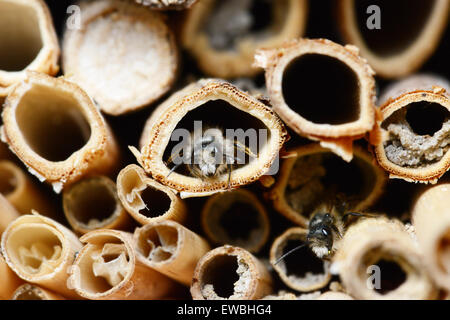 Les abeilles sauvages mâles volant en face de l'abri des insectes. Banque D'Images