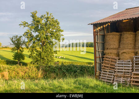 Beau coucher de soleil avec des ruraux et les vaches haystack Banque D'Images