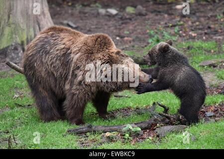 Kassel, Allemagne. 22 Juin, 2015. Brown Bear cub Alexa qui est né en janvier joue avec sa mère Julien Knuell au parc près de Kassel, Allemagne, 22 juin 2015. Les ours bruns et les loups sont installés dans un composé à joint à la Wildlife park. PHOTO : UWE ZUCCHI/dpa/Alamy Live News Banque D'Images