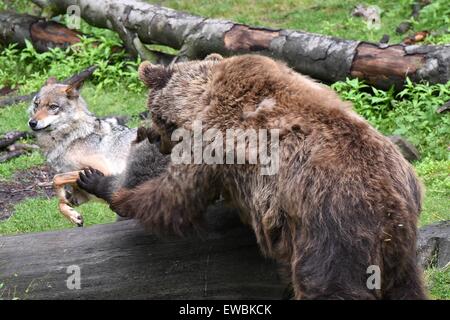 Kassel, Allemagne. 22 Juin, 2015. Ours brun mère Julien chasse un loup qui est venu trop près de son petit Alexa qui est né en janvier au parc Knuell près de Kassel, Allemagne, 22 juin 2015. Les ours bruns et les loups sont installés dans un composé à joint à la Wildlife park. PHOTO : UWE ZUCCHI/dpa/Alamy Live News Banque D'Images