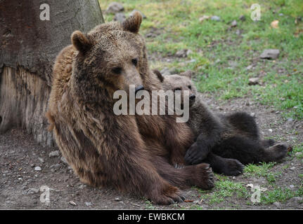 Kassel, Allemagne. 22 Juin, 2015. Mère de l'ours brun et son Bataclan cub Alexa qui est né en janvier à câliner Wildpark Knuell près de Kassel, Allemagne, 22 juin 2015. Les ours bruns et les loups sont installés dans un composé à joint à la Wildlife park. PHOTO : UWE ZUCCHI/dpa/Alamy Live News Banque D'Images