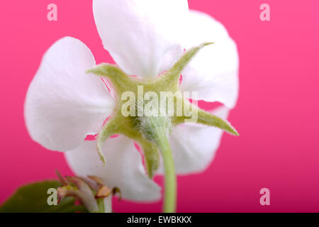 Pommiers en fleurs au printemps sur fond blanc Banque D'Images