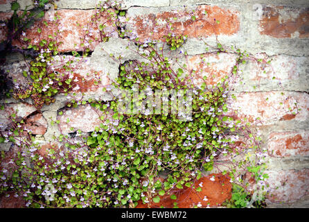 Linaire à feuilles de lierre (Cymbalaria muralis) Escalade sur un mur de briques. Banque D'Images