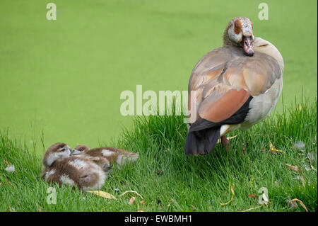 Egyptian goose et les jeunes oisons Banque D'Images