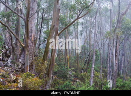 Les gommes jaune alpin (Eucalyptus subcrenulata) dans une forêt subalpine à Mount Field National Park, Tasmanie, Australie Banque D'Images