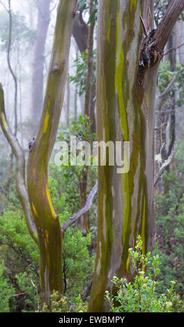 Les gommes jaune alpin (Eucalyptus subcrenulata) dans une forêt subalpine à Mount Field National Park, Tasmanie, Australie Banque D'Images