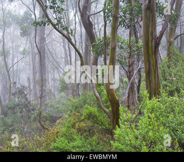 Les gommes jaune alpin (Eucalyptus subcrenulata) dans une forêt subalpine à Mount Field National Park, Tasmanie, Australie Banque D'Images