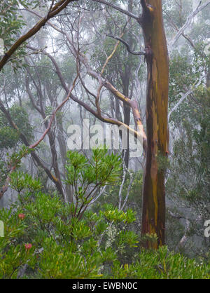 Les gommes jaune alpin (Eucalyptus subcrenulata) dans une forêt subalpine à Mount Field National Park, Tasmanie, Australie Banque D'Images