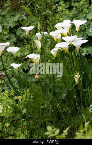 Spathes blanc de la forme la plus robuste de l', Zantedeschia aethiopica zantedeschia 'Crowborough' Banque D'Images