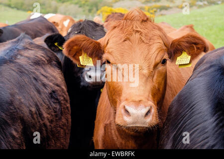 Les jeunes taureaux curieux bovins (Bos taurus) avec des étiquettes d'oreille jaune dans un champ agricole. Pays de Galles, Royaume-Uni, Angleterre Banque D'Images