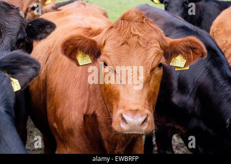 Les jeunes taureaux curieux bovins (Bos taurus) avec des étiquettes d'oreille jaune dans un champ agricole. Pays de Galles, Royaume-Uni, Angleterre Banque D'Images