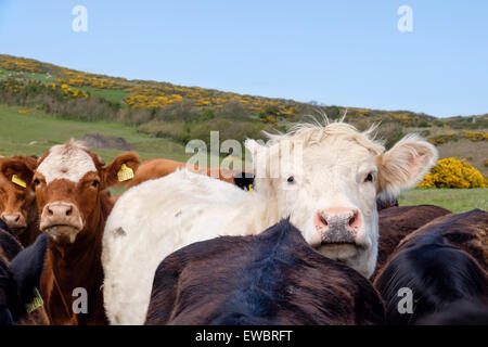 Les jeunes curieux taureau blanc Bos taurus (bovins) à l'extérieur dans un champ agricole. Rhydwyn, Isle of Anglesey, au nord du Pays de Galles, Royaume-Uni, Angleterre Banque D'Images