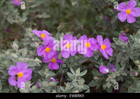 Ciste à feuilles gris, gris-blanc, de ciste à feuilles ciste feuilles, Weißliche Zistrose Weißliche Cistrose, Cistus albidus, Cistaceae, Banque D'Images