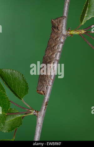 Green-chat Crescent, Caterpillar, Weißdorn-Eule, Weißdorneule Raupe Allophyes oxyacanthae,,, Miselia oxyacanthae Banque D'Images