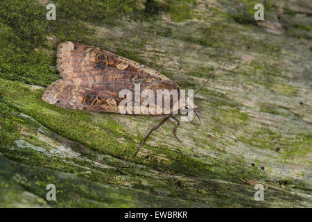 De grandes ailes jaunes, Hausmutter, Noctua pronuba, Agrotis pronuba, Eulenfalter Eulen-Falter Eulenfalter,,, famille des Banque D'Images