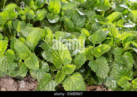 Monardes, mélisse, feuille, feuilles, Zitronenmelisse, Zitronen-Melisse, Blatt, Blätter, mélisse, Melissa officinalis, Kräutertee Banque D'Images