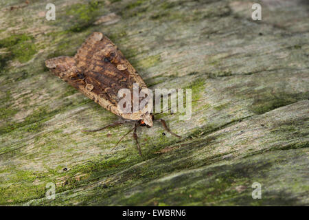 De grandes ailes jaunes, Hausmutter, Noctua pronuba, Agrotis pronuba, Eulenfalter Eulen-Falter Eulenfalter,,, famille des Banque D'Images